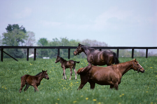 Horses and foals in a field, Cotswald Farm, Claverack, New York, USA
