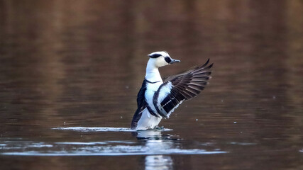 A smew, male
