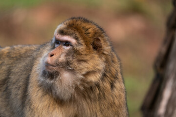 animal portrait monkey macaque