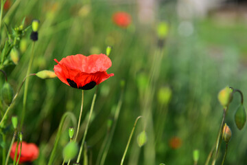 Red wild poppies growing near the railroad tracks, Armenia