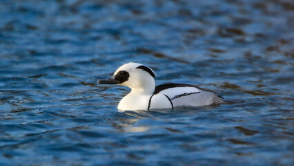 Smew close-up