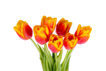 bouquet of red-yellow tulips