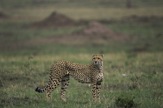 Fototapeta Cheetah standing in a field