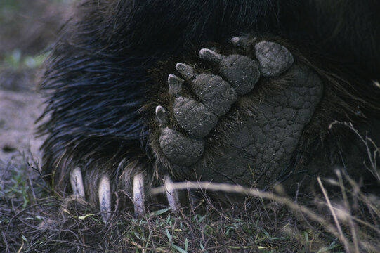 Close-up of the claws of a Brown Bear