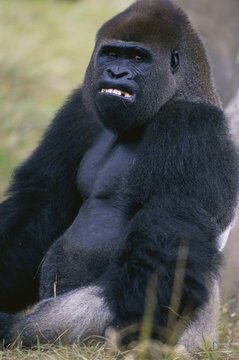 Close-up of a gorilla