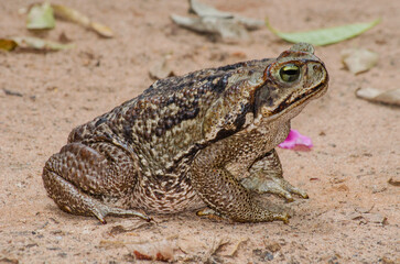 Cururu toad (Rhinella diptycha) on the side