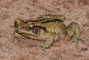 Forest toad (Rhinella ornata) on the side