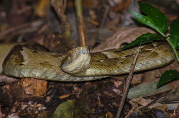 Jararaca (Bothrops jararaca) in the forest