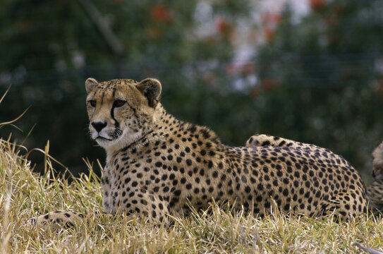 Cheetah Lying In Grass, San Diego Wild Animal Park, California, USA