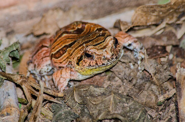 Cuyaba Dwarf Frog (Physalaemus nattereri) - portrait