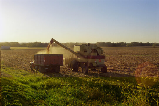 Tractor harvesting a cornfield