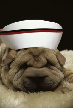 Chinese Shar-Pei lying down wearing a cap