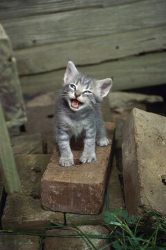 High angle view of a kitten meowing