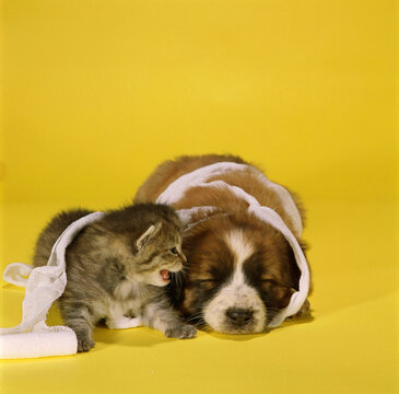 Kitten and a puppy lying down together