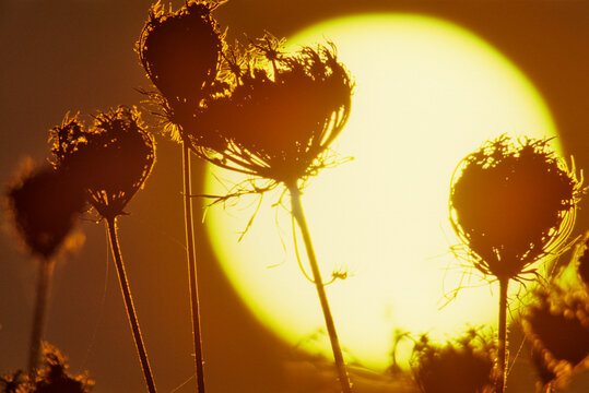 Canada, British Columbia, Vancouver Island, Queen Anns Lace (Daucus carota) in sunlight