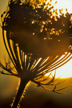 Canada, British Columbia, Vancouver Island, close-up of Queen Anns Lace (Daucus carota) in sunlight
