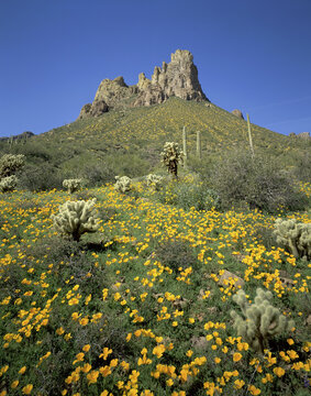 Low angle view of a hill, Tonto National Forest, Arizona, USA