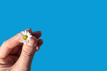 Fototapeta premium small white flower chamomile in woman's fingers isolated on blue background. Concept of peace, spring and purity. Copy space