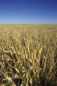 Durham wheat, Saskatchewan, Canada