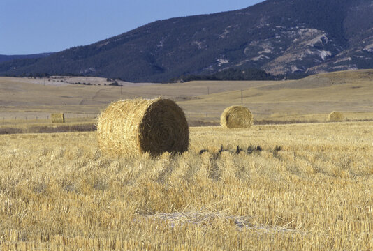 Hay bales in a field, Stanford, Montana, USA