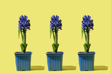 three blue flower of Hyacinth in blue plastic pot against on a yellow background