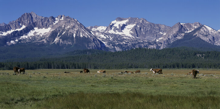 Panoramic view of cattle on a grassy field with mountains in the background, Idaho, USA