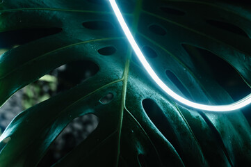 Monstera leaves in neon light on a black background