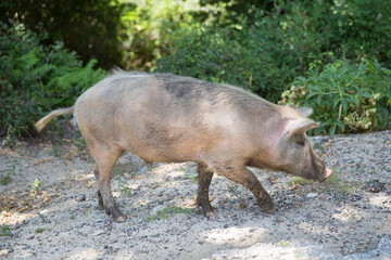 The animals live freely on the island of Corsica. Wild pig walks on the roadside on island of Corsica, Corse du Sud, France