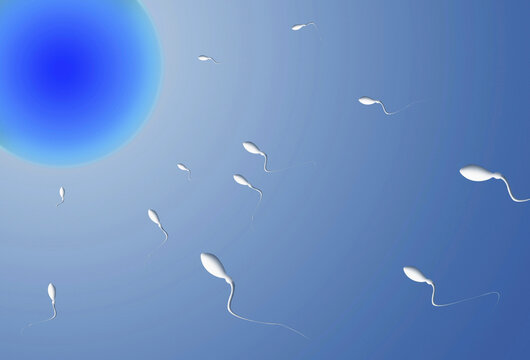 Sperm fertilizing an egg