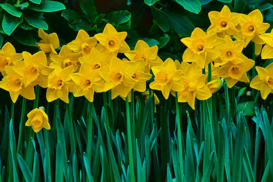 Canada, British Columbia, Butchart Gardens, Yellow daffodils