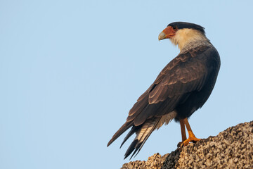 Southern Caracara (Caracara plancus) perched on wall