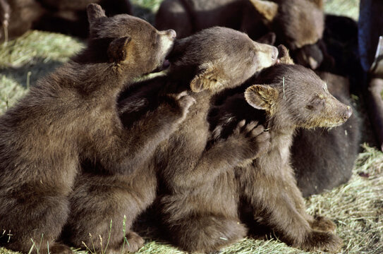 Brown Bear cubs sitting together