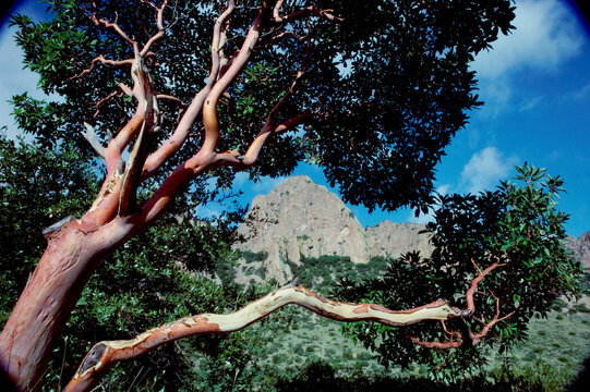 Low Angle View Of A Tree, Chisos Mountains, Big Bend National Park, Texas, USA