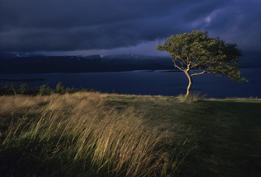 Tree on a hill blowing in the wind