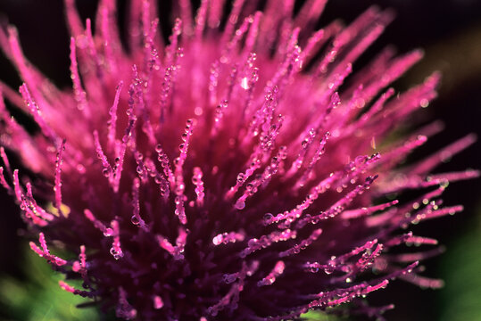 Thistle
