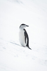 Naklejka na ściany i meble Chinstrap penguin on snowy slope looking back