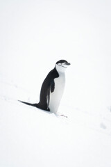 Chinstrap penguin stands on snow eyeing camera