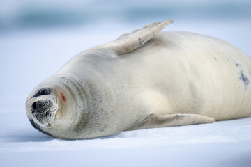 Close-up of crabeater seal lying on iceberg