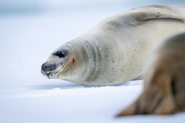 Close-up of crabeater seal resting near another