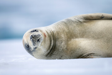 Close-up of crabeater seal sleeping on snow