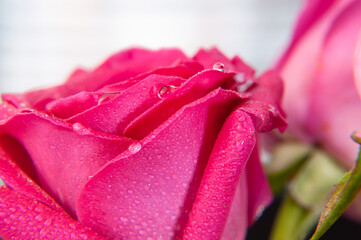 Pink rose flower, macro detail, flower petals and drops. Simple composition