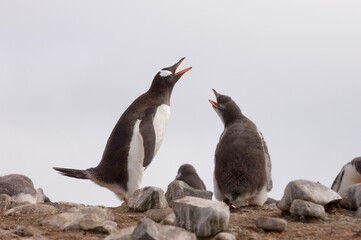 Two Gentoo Penguins calling (Pygoscelis papua)