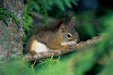 Red Squirrel on a tree branch