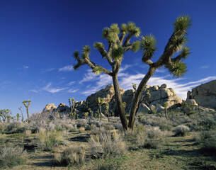Joshua Tree National Park, California, USA