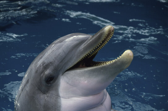 Close-up of a Bottlenose Dolphin (Tursiops truncatus )