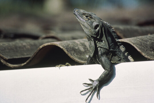 Close-up of an Iguana