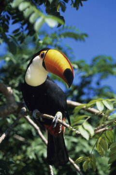 Close-up of a toucan