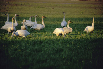Trumpeter Swans on a lawn (Cygnus buccinator)