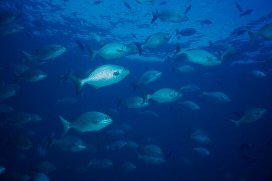 High angle view of Bermuda Chubs swimming underwater (Kyphosus sectatrix)