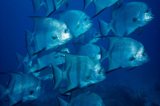 Close-up of a school of Atlantic Spadefish swimming underwater (Chaetodipterus faber)